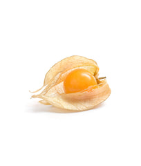 Peruvian Groundcherry